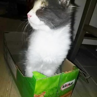 photo de livraison pour Les Pattounes de l'Espoir