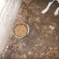 photo de livraison pour Pro Animals Finland ry