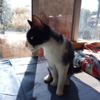 photo de livraison pour Amicale Chats