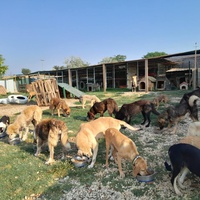 photo de livraison pour Happy Shelter Skopje