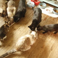 photo de livraison pour Pattes de Chats 50