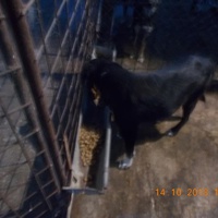 photo de livraison pour Pro Animals Finland ry