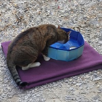photo de livraison pour Les Fées AnimO