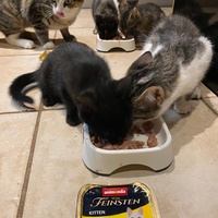 photo de livraison pour Collectif Sauvetage Chatons