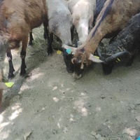 photo de livraison pour Ulyan