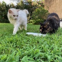 photo de livraison pour STREET CATS