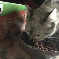 photo de livraison pour Adopte 1 Chat | L211-27