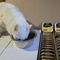 photo de livraison pour Amis de Myrtille