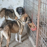 photo de livraison pour Asociatia sufletele nimanui