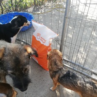 photo de livraison pour Europe4strays