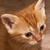 photo animal