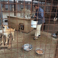 photo de livraison pour Save & Hope for Dogs