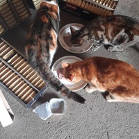 photo de livraison pour La Bleue