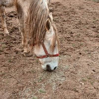 photo de livraison pour Equi-Libre : Droit à la Retraite Equine