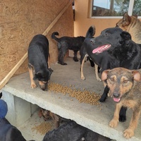 photo de livraison pour Društvo za zaštitu životinja "Bela"