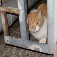 photo de livraison pour Chat Libre de l'Ile du Ramier