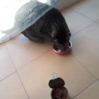 photo de livraison pour L'Arche des Amis à pattes
