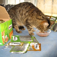 photo de livraison pour Jardin des Chats