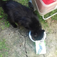 photo de livraison pour Chats Maux