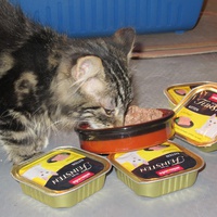 photo de livraison pour Jardin des Chats