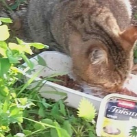 photo de livraison pour Les Chats-Pitresdelavi-Ste