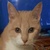 photo animal