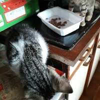 photo de livraison pour Une vie, Un chat