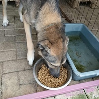 photo de livraison pour Civic Initiative Kane Korzo Skopje