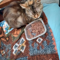photo de livraison pour Une vie, Un chat