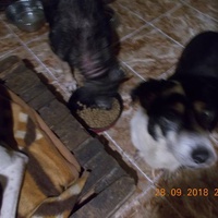 photo de livraison pour Pro Animals Finland ry