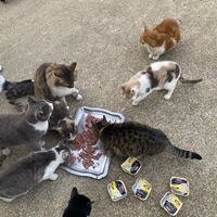 photo de livraison pour SADF (Sauvetage des animaux domestiques de France)