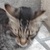 photo animal