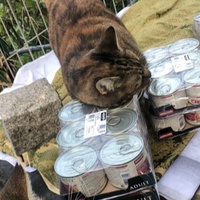 photo de livraison pour Les chats de chez nous