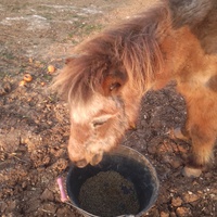 photo de livraison pour Equi-Libre : Droit à la Retraite Equine