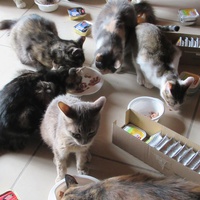 photo de livraison pour Jardin des Chats