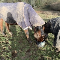 photo de livraison pour Espoir au Galop