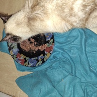 photo de livraison pour Protect Cat