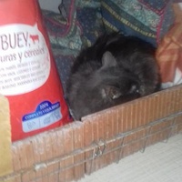 photo de livraison pour Les chats Port-Saint-Louisiens