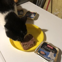 photo de livraison pour Les Félins de la Semoy