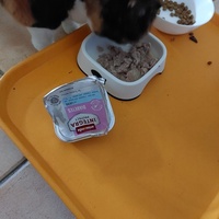 photo de livraison pour Les Chats libres de Fleurance