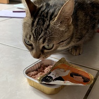 photo de livraison pour Les Chats lectourois