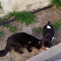photo de livraison pour ANIMAL ATTITUDE