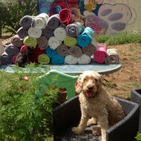 photo de livraison pour SOS Animal Tendresse