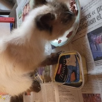 photo de livraison pour Chats-sos