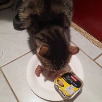 photo de livraison pour Protection Animale Amélienne