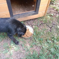 photo de livraison pour Serbian Society for the Protection of Animals - SSPA
