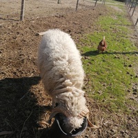 photo de livraison pour La Ferme des Zanimobiles