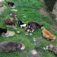 photo de livraison pour Chez Minou