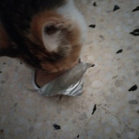 photo de livraison pour Chats Grains d'Amour