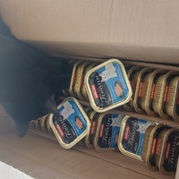 photo de livraison pour Les Chats Libres de la Lèze